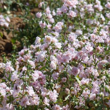 Clarkia unguiculata Apple Blossom (zaad) - Amandelroosje