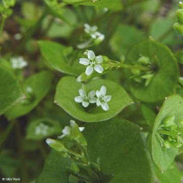 Winterpostelein - Claytonia perfoliata