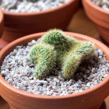 Cleistocactus winteri f. cristata - Gouden rattenstaartcactus