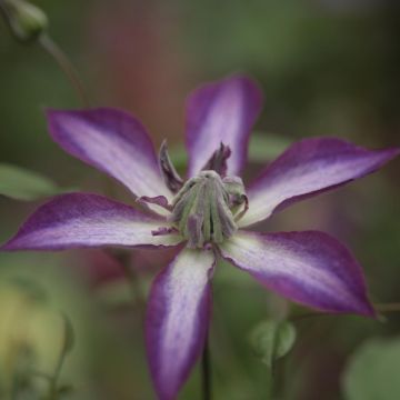 Clematis viticella Astra nova - Italiaanse clematis