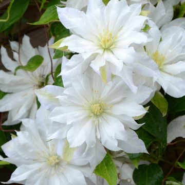 Clematis First Love PBR - Grootbloemige clematis