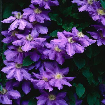 Clematis patens Lasurstern - Bosrank