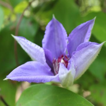 Clematis Lawsoniana - Bosrank