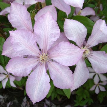 Clematis patens Margaret Hunt- Bosrank