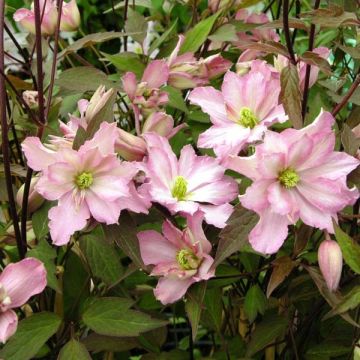 Clematis montana Rosebud - Bergbosrank