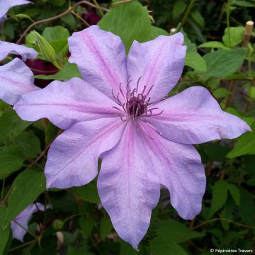 Clematis patens Moonflet Evipo046 - Bosrank