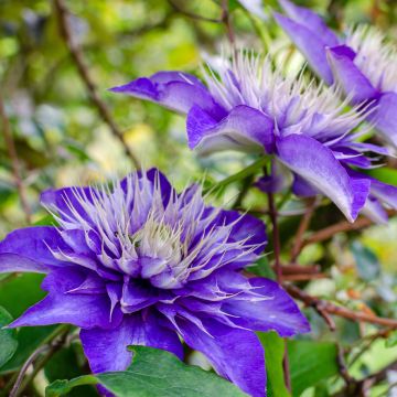 Clematis patens Multi Blue - Bosrank