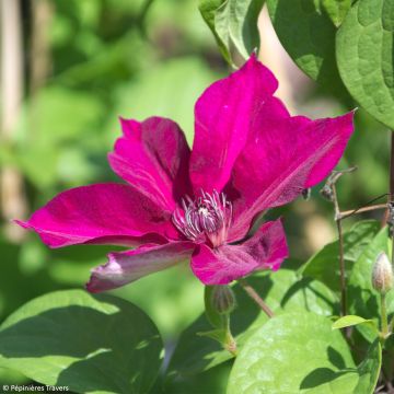 Clematis patens Perida - Bosrank