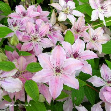Clematis Pink Fantasy - Grootbloemige clematis