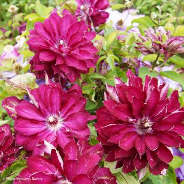 Clematis Red Passion - Grootbloemige bosrank