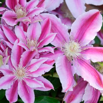Clematis patens Sugar Candy - Bosrank