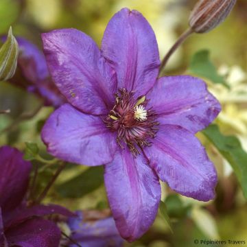 Clematis Versailles - Grootbloemige clematis
