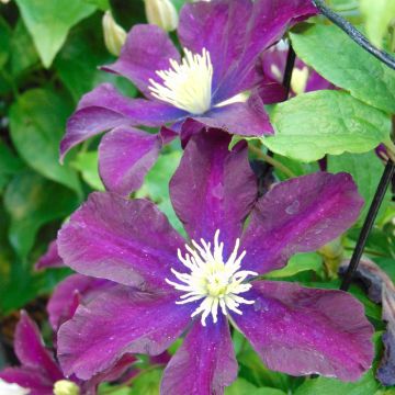 Clematis Warszawska Nike - Bosrank