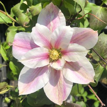 Clematis patens Andromeda - Bosrank