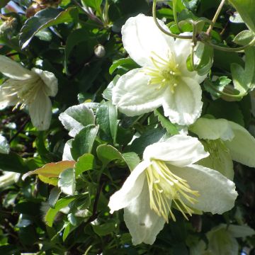 Clematis cirrhosa Wisley Cream - Groenblijvende bosrank