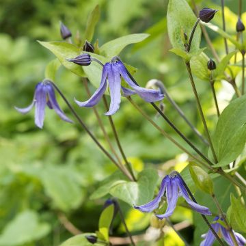 Clematis integrifolia Blue Boy - Struikclematis