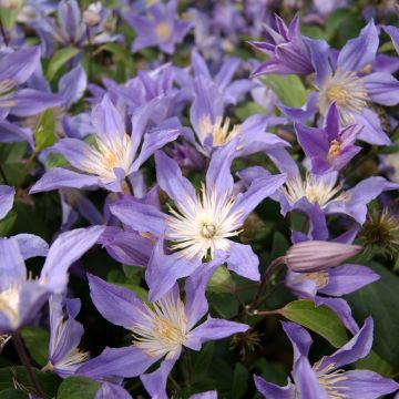 Clematis integrifolia Blue River - Struikclematis