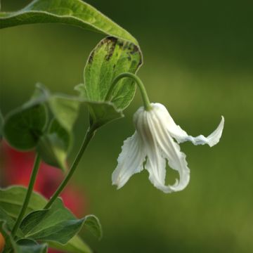 Clematis integrifolia Hakuree - Struikclematis