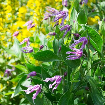 Clematis integrifolia Jessica - Struikclematis