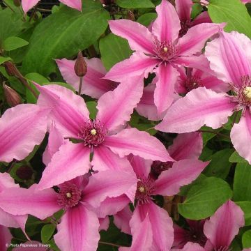 Clematis integrifolia Saphyra Duo - Roze