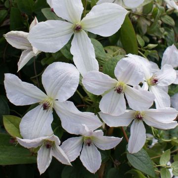 Clematis jackmanii Forever Friends Zofofri - Bosrank