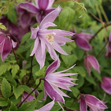 Clematis macropetala Markhams Pink - Kleinbloemige clematis