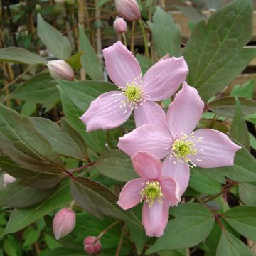 Clematis montana Fragrant Spring - Bergbosrank