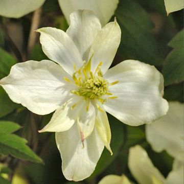 Clematis montana Morning Yellow - Bergbosrank