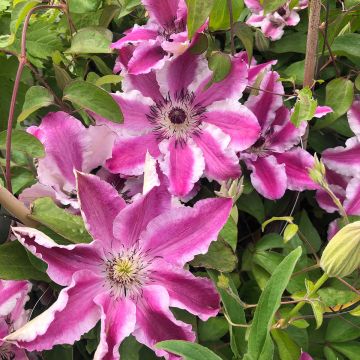 Clematis patens Souvenir du Capitaine Thuilleaux - Bosrank