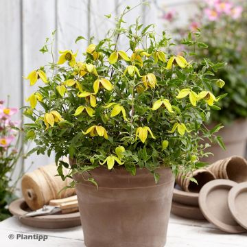 Clematis tangutica Little Lemons - Gouden bosrank