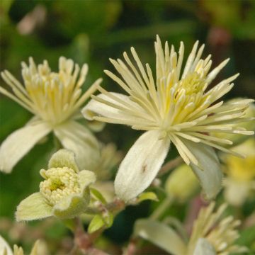 Clematis vitalba - Wilde bosrank