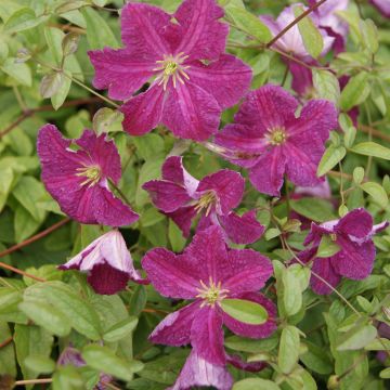 Clematis viticella Abundance - Italiaanse clematis