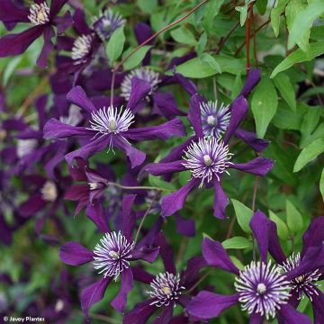 Clematis Panther - Italiaanse clematis