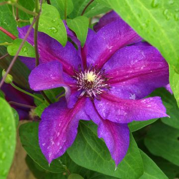 Clematis patens Anna Louise Evithree - Bosrank