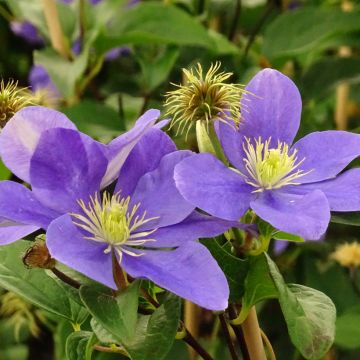 Clematis patens Fuji Musume - Bosrank