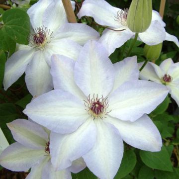 Clematis Ivan Olsson - Bosrank
