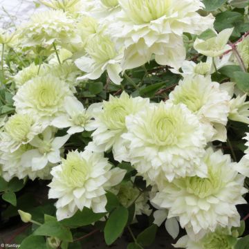 Clematis Manju - Bosrank