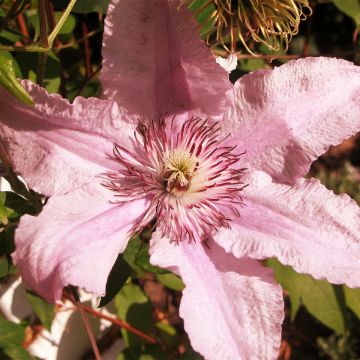 Clematis patens Marmori - Bosrank