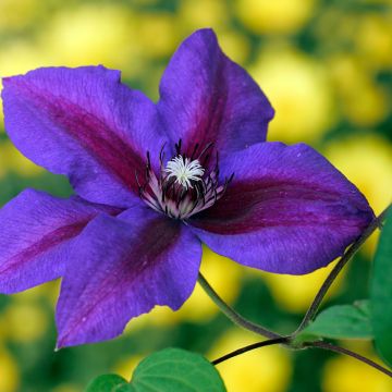 Clematis patens Mrs N. Thompson - Bosrank