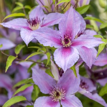 Clematis Proud Mary - Grootbloemige clematis