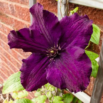 Clematis  Rasputin - Bosrank