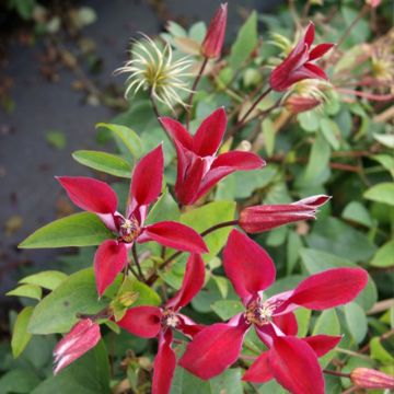 Clematis texensis Gravetye Beauty - Bosrank