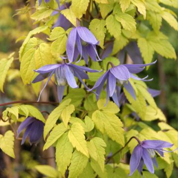 Clematis Stolwijk Gold - Alpenbosrank