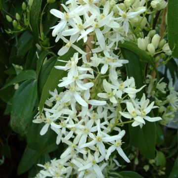 Clematis armandii Little White Charm - Groenblijvende bosrank