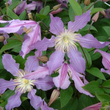 Clematis diversifolia East River - Struikclematis