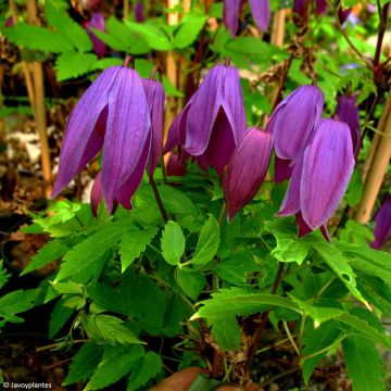 Clematis alpina Tage Lundell - Alpenbosrank