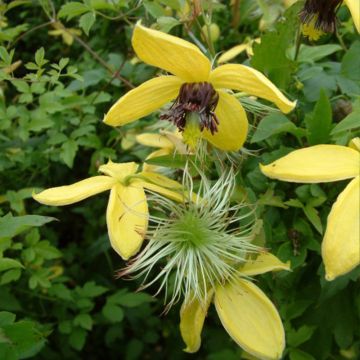 Clematis tangutica Golden Harvest - Gouden bosrank