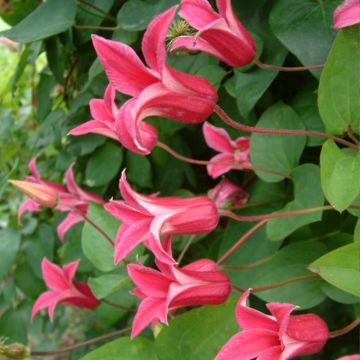 Clematis texensis Princess Diana - Bosrank