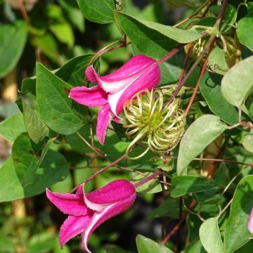 Clematis texensis Princess Diana - Bosrank