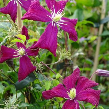 Clematis viticella Mme Julia Correvon - Italiaanse clematis